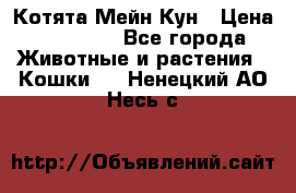 Котята Мейн Кун › Цена ­ 15 000 - Все города Животные и растения » Кошки   . Ненецкий АО,Несь с.